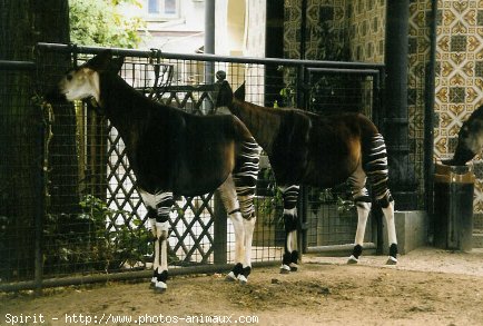 Photo d'Okapi