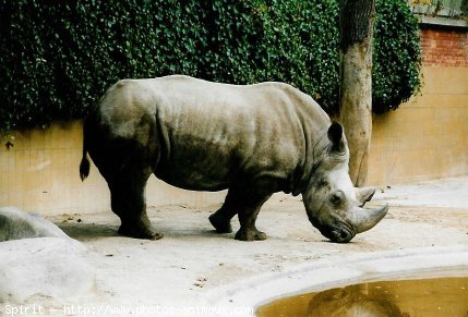 Photo de Rhinocros