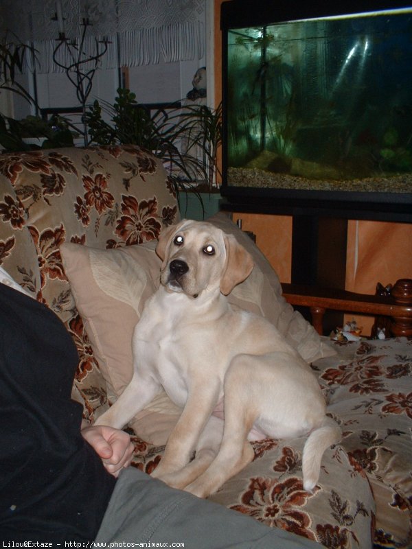 Photo de Labrador retriever