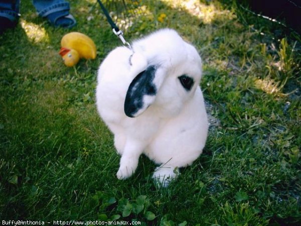 Photo de Lapin