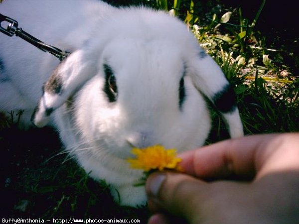 Photo de Lapin