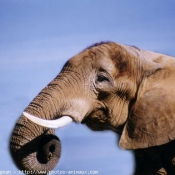 Photo d'Elphant d'afrique