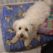 Photo de Bichon maltais