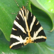 Photo de Papillon