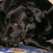 Photo de Labrador retriever