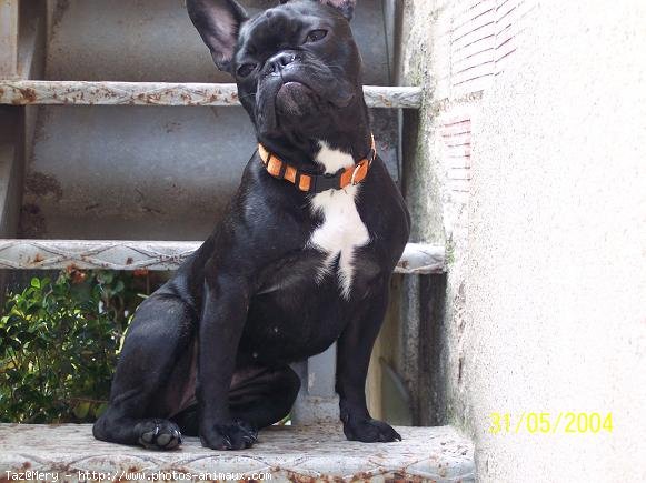 Photo de Bouledogue franais