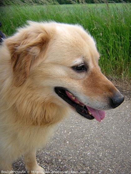 Photo de Golden retriever