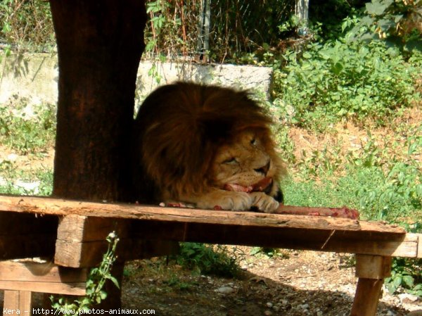 Photo de Lion