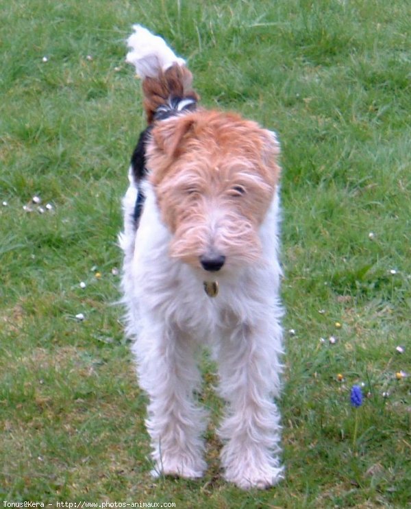 Photo de Fox terrier  poil dur