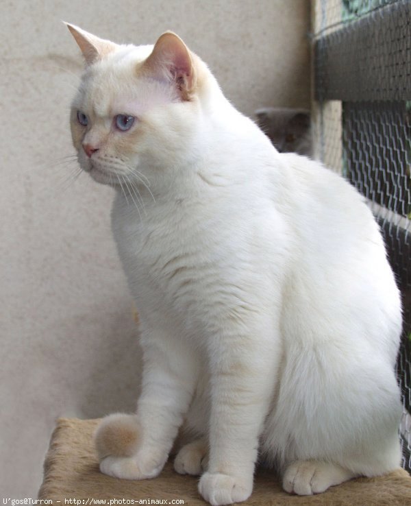 Photo de British shorthair