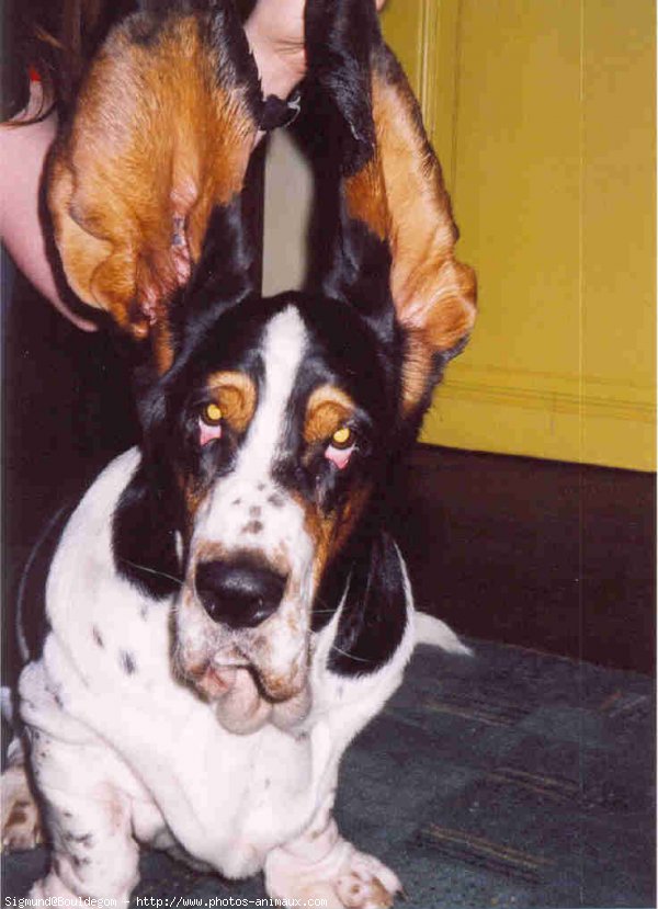 Photo de Basset hound