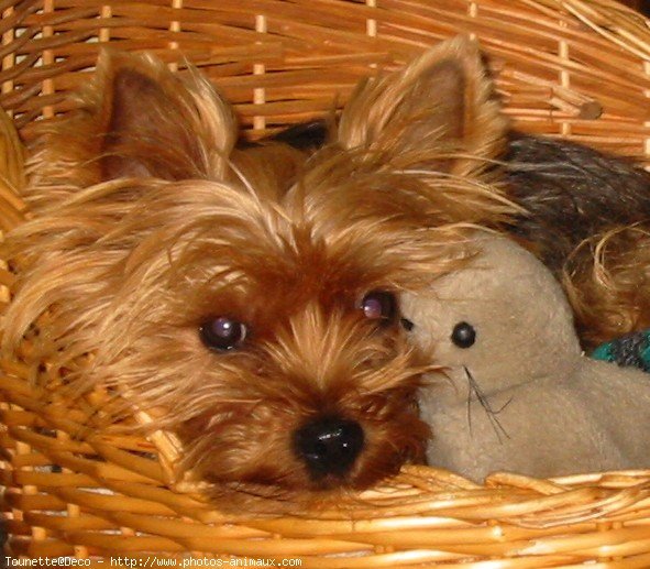 Photo de Yorkshire terrier