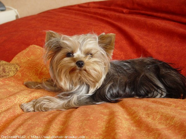 Photo de Yorkshire terrier