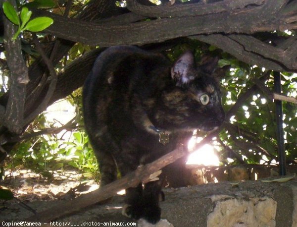 Photo de Chat domestique