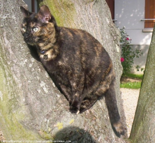 Photo de Chat domestique