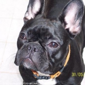 Photo de Bouledogue franais