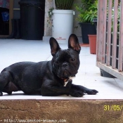 Photo de Bouledogue franais