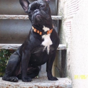 Photo de Bouledogue franais