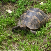 Photo de Tortue