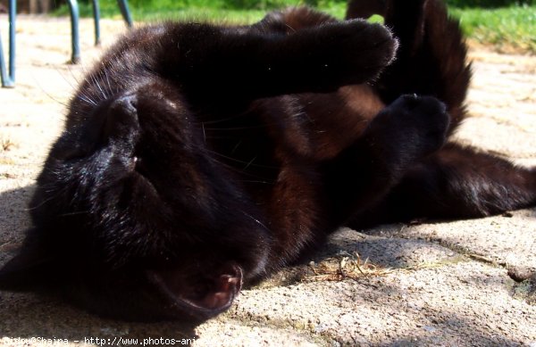 Photo de Chat domestique