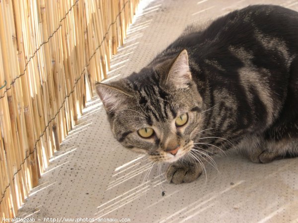 Photo de Croisement