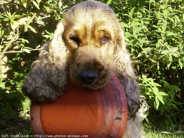 Photo de Cocker anglais