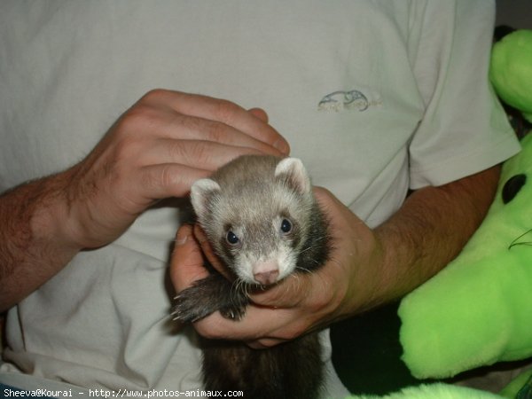 Photo de Furet