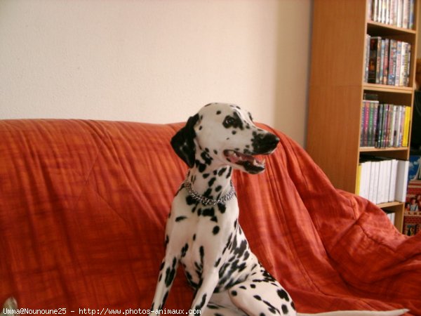 Photo de Dalmatien