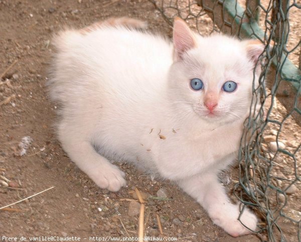 Photo de Chat domestique