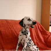 Photo de Dalmatien