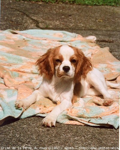 Photo de Cavalier king charles spaniel