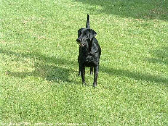 Photo de Labrador retriever