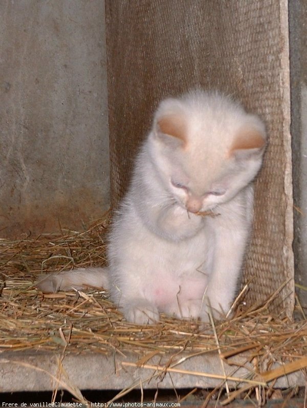 Photo de Chat domestique