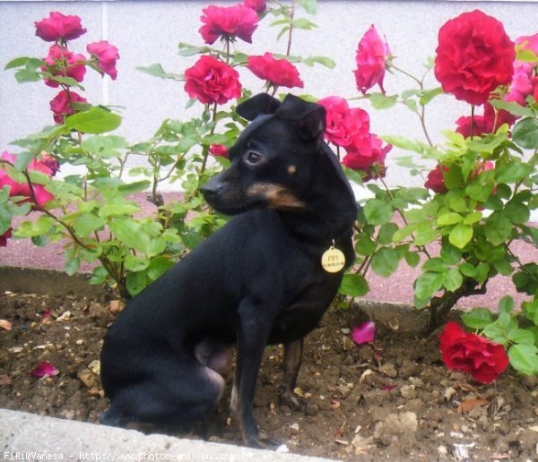 Photo de Pinscher nain