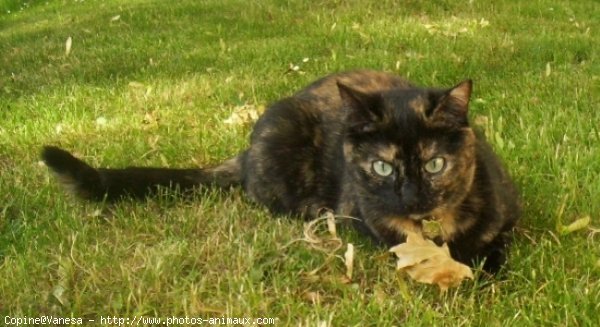 Photo de Chat domestique