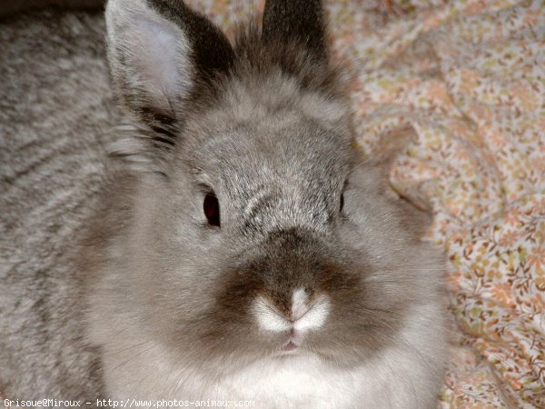 Photo de Lapin