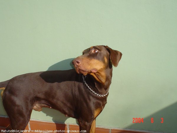 Photo de Dobermann