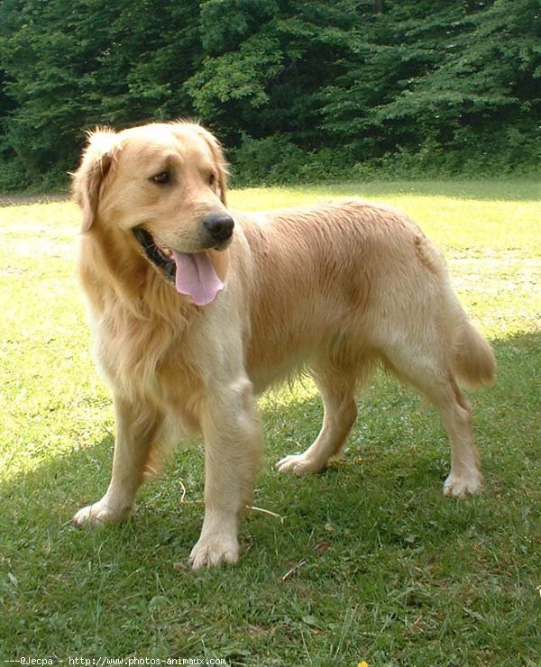 Photo de Golden retriever