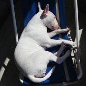 Photo de Bull terrier miniature