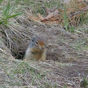 Photo de Chien de prairie