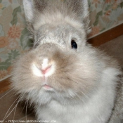 Photo de Lapin