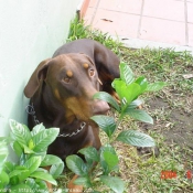 Photo de Dobermann