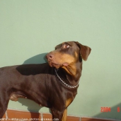 Photo de Dobermann