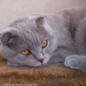 Photo de Scottish fold