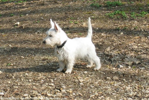 Photo de West highland white terrier