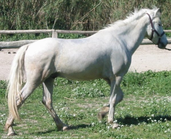 Photo de Camargue