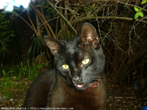 Photo de Chat domestique