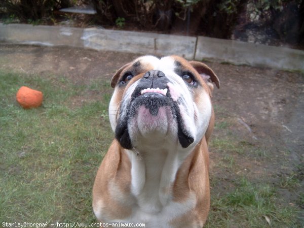 Photo de Bulldog