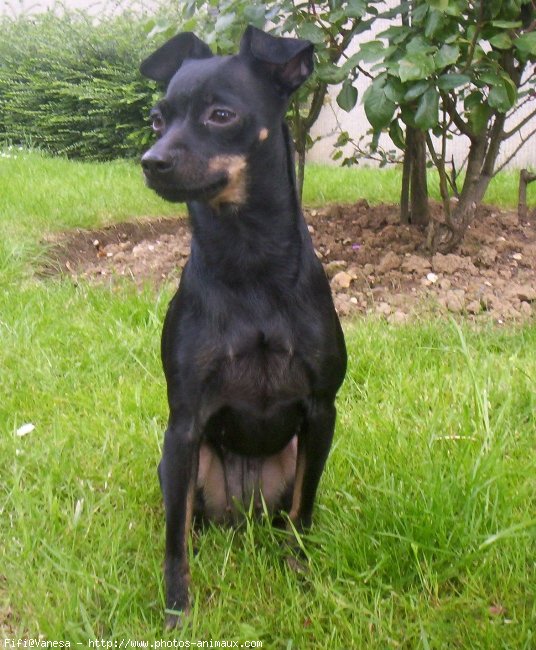 Photo de Pinscher nain