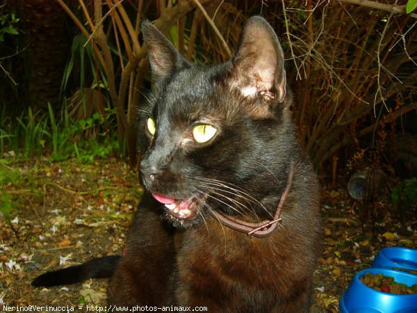 Photo de Chat domestique